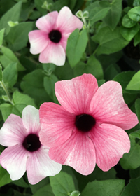 Thunbergia alata 'Arizona Pink Beauty'